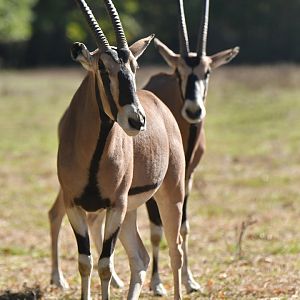 Beisa oryx (Oryx beisa)