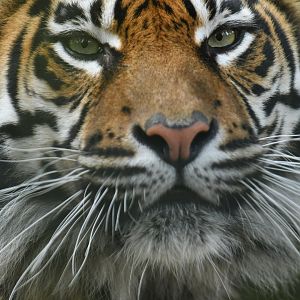 Sumatran tiger (Panthera tigris sumatrae)