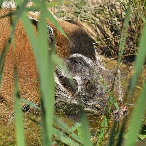Red river hog (Potamochaerus porcus)