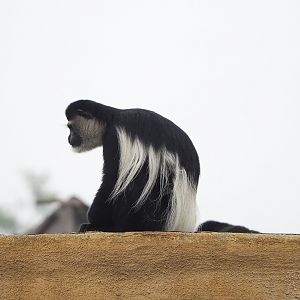 Kikuyu guereza (Colobus guereza kikuyuensis), 2022-09-15