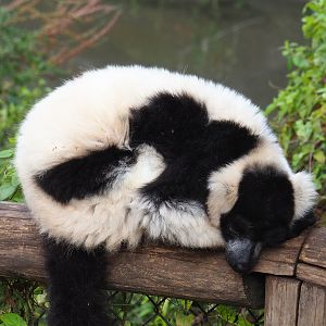 Black and white ruffed lemur (Varecia variegata variegata), 2022-09-15