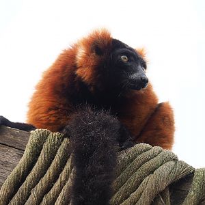 Red ruffed lemur (Varecia rubra), 2022-09-15