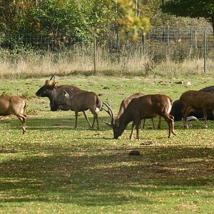 Cohabitation between sambar deer and gaur