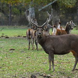 Sambar deer (Rusa unicolor)