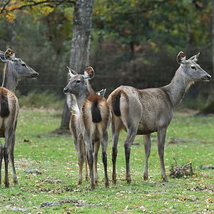 Sambar deer (Rusa unicolor)