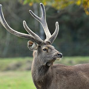 Sambar deer (Rusa unicolor)