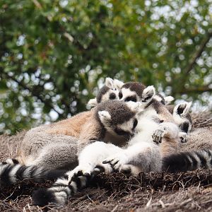 Ring-tailed lemurs (Lemur catta), 2022-09-15