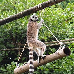 Ring-tailed lemur (Lemur catta) on hanging feeder, 2022-09-15