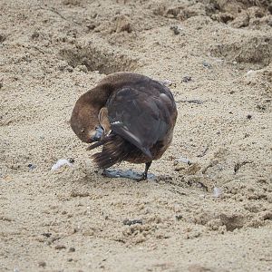 Wild juvenile Tufted duck (Aythya fuligula), 2022-09-15