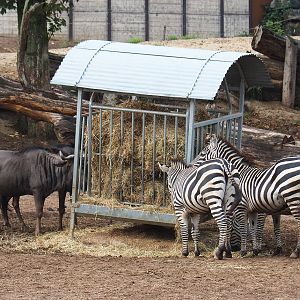 Blue wildebeest (Connochaetes taurinus taurinus) and Grant`s zebras (Equus quagga boehmi), 2022-09-15