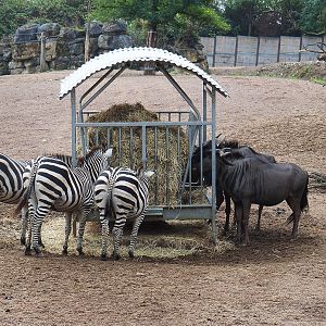 Blue wildebeest (Connochaetes taurinus taurinus) and Grant`s zebras (Equus quagga boehmi), 2022-09-15