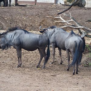 Blue wildebeest (Connochaetes taurinus taurinus), 2022-09-15