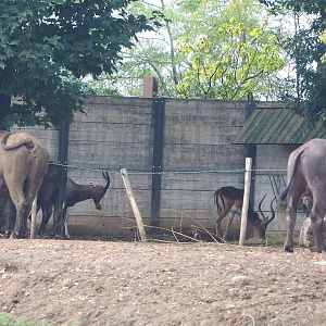 Cape buffalo (Syncerus caffer caffer), Blesbok (Damaliscus pygargus phillipsi) and Common impala (Aepyceros melampus melampus), 2022-09-15