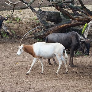 Scimitar-horned oryx (Oryx dammah) and Blue wildebeest (Connochaetes taurinus taurinus), 2022-09-15