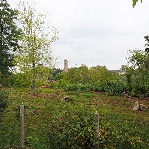 South African cheetah exhibit, 2022-09-15