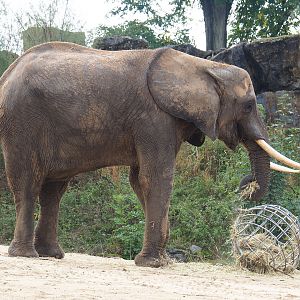 African bush elephant (Loxodonta africana), 2022-09-15