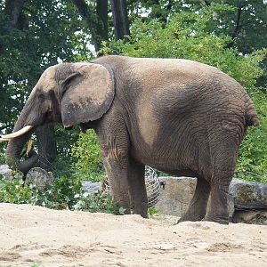 African bush elephant (Loxodonta africana), 2022-09-15