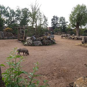 Southern white rhinoceros and Northern warthog exhibit, 2022-09-15