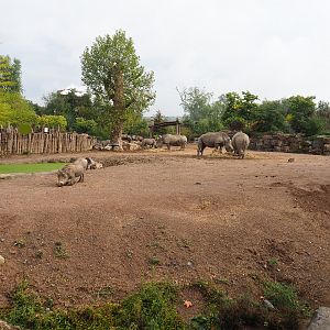 Southern white rhinoceros and Northern warthog exhibit, 2022-09-15