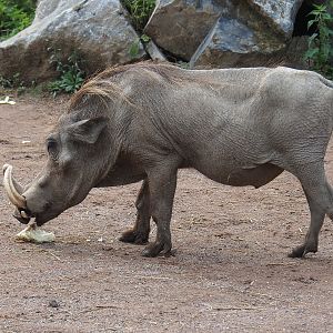 Northern warthog (Phacochoerus africanus africanus), 2022-09-15