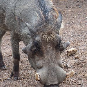 Northern warthog (Phacochoerus africanus africanus), 2022-09-15