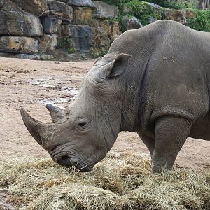 Southern square-lipped rhinoceros (Ceratotherium simum simum), 2022-09-15