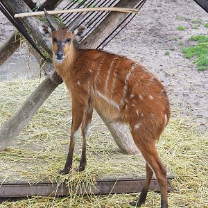 Western sitatunga (Tragelaphus spekii gratus), 2022-09-15