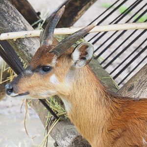 Western sitatunga (Tragelaphus spekii gratus), 2022-09-15