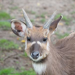Western sitatunga (Tragelaphus spekii gratus), 2022-09-15