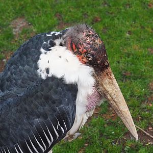 Marabou (Leptoptilos crumenifer), 2022-09-15