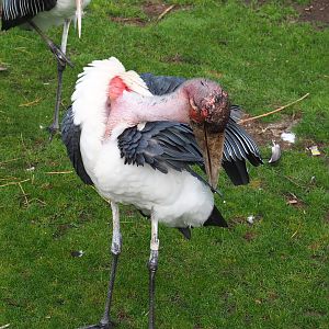 Marabou (Leptoptilos crumenifer), 2022-09-15