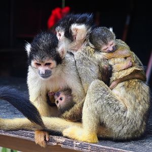 Bolivian squirrel monkeys (Saimiri boliviensis boliviensis), 2022-09-15