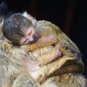 Baby Bolivian squirrel monkey (Saimiri boliviensis boliviensis), 2022-09-15