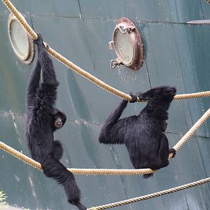 Siamangs (Symphalangus syndactylus), 2022-09-15