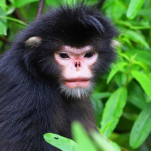 Myanmar snub-nosed monkey (Rhinopithecus strykeri)