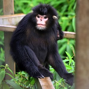 Myanmar snub-nosed monkey (Rhinopithecus strykeri)