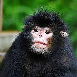Myanmar snub-nosed monkey (Rhinopithecus strykeri)