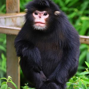 Myanmar snub-nosed monkey (Rhinopithecus strykeri)