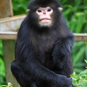 Myanmar snub-nosed monkey (Rhinopithecus strykeri)