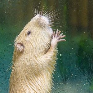 Nutria