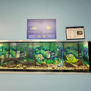 Ecomuseum Zoo - Pumpkinseed