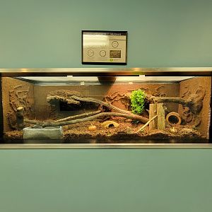 Ecomuseum Zoo - Milksnake