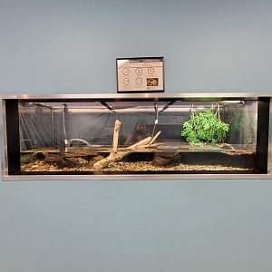 Ecomuseum Zoo - Common snapping turtle