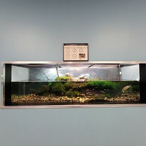 Ecomuseum Zoo - Map turtle