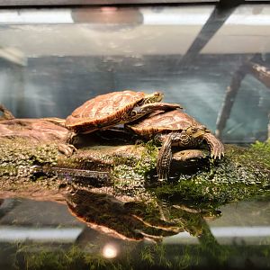Ecomuseum Zoo - Map turtles