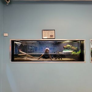 Ecomuseum Zoo - Northern water snake