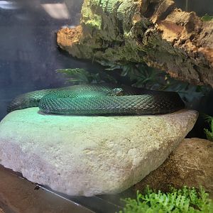 Ecomuseum Zoo - Northern water snake
