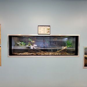 Ecomuseum Zoo - Green frog