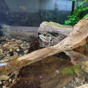 Ecomuseum Zoo - Green frog