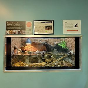 Ecomuseum Zoo - Painted turtle